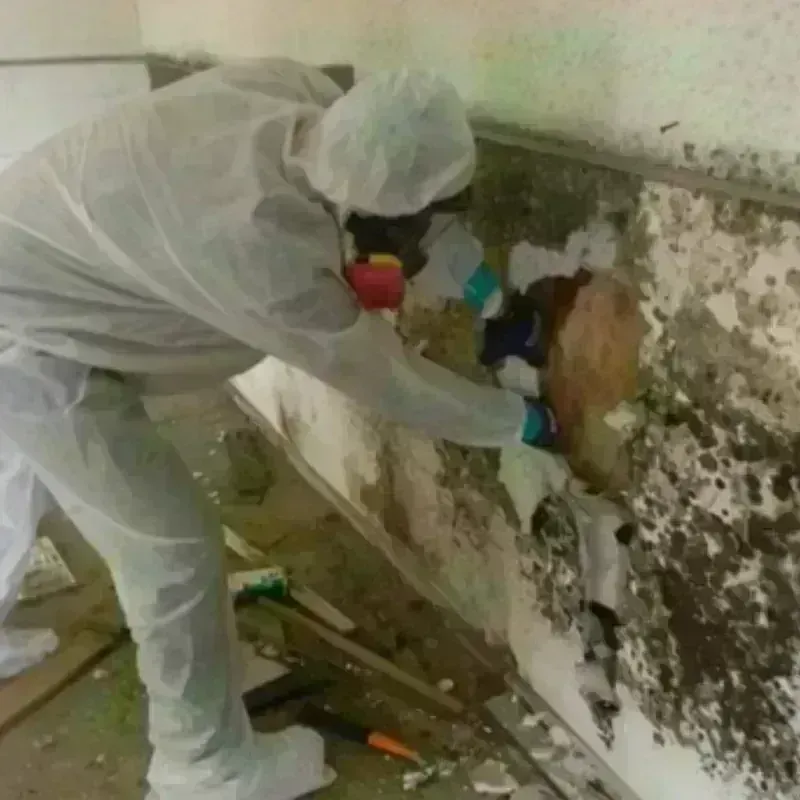 Mold Remediation and Removal in Unionville, TN